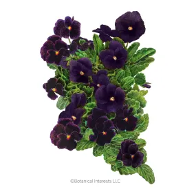 Back to Black Viola Seeds Back to Black Viola Seeds