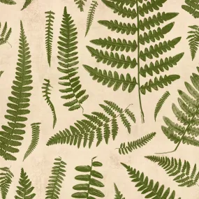 Boho Chic Ferns | Boho Chic Ferns Boho Chic Ferns | Boho Chic Ferns