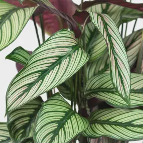 Calathea majestica 'White Star' Calathea majestica 'White Star'