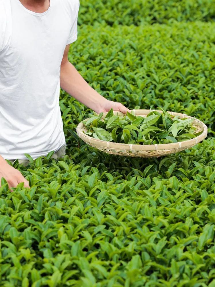 Morihata Organic Kanayamidori Loose Leaf Green Tea