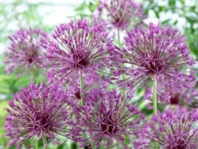 Purple Rain - 8 Bulbs Purple Rain - 8 Bulbs