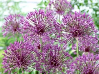Purple Rain - 8 Bulbs
