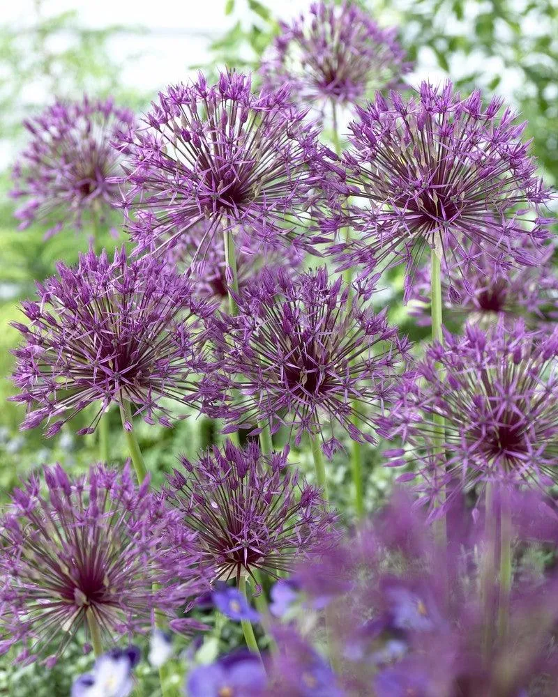Purple Rain - 8 Bulbs