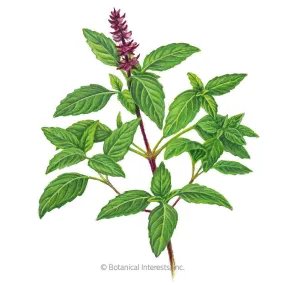 Sweet Thai Basil Seeds Sweet Thai Basil Seeds