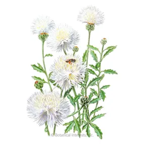 The Bride Bachelor's Button Seeds The Bride Bachelor's Button Seeds